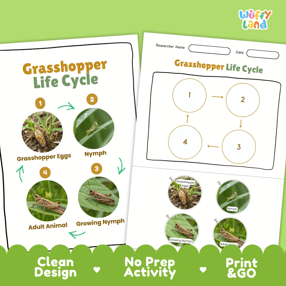 Grasshopper Life Cycle Poster and Cut and Paste Activity Worksheets
