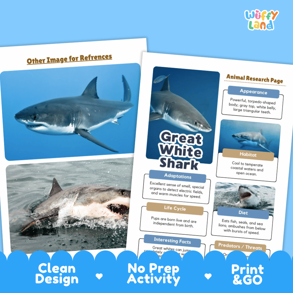Two printed educational activity sheets about a great white shark are shown on a blue background. The left sheet has photos of a shark in the ocean, and the right sheet is an animal research page with text sections.