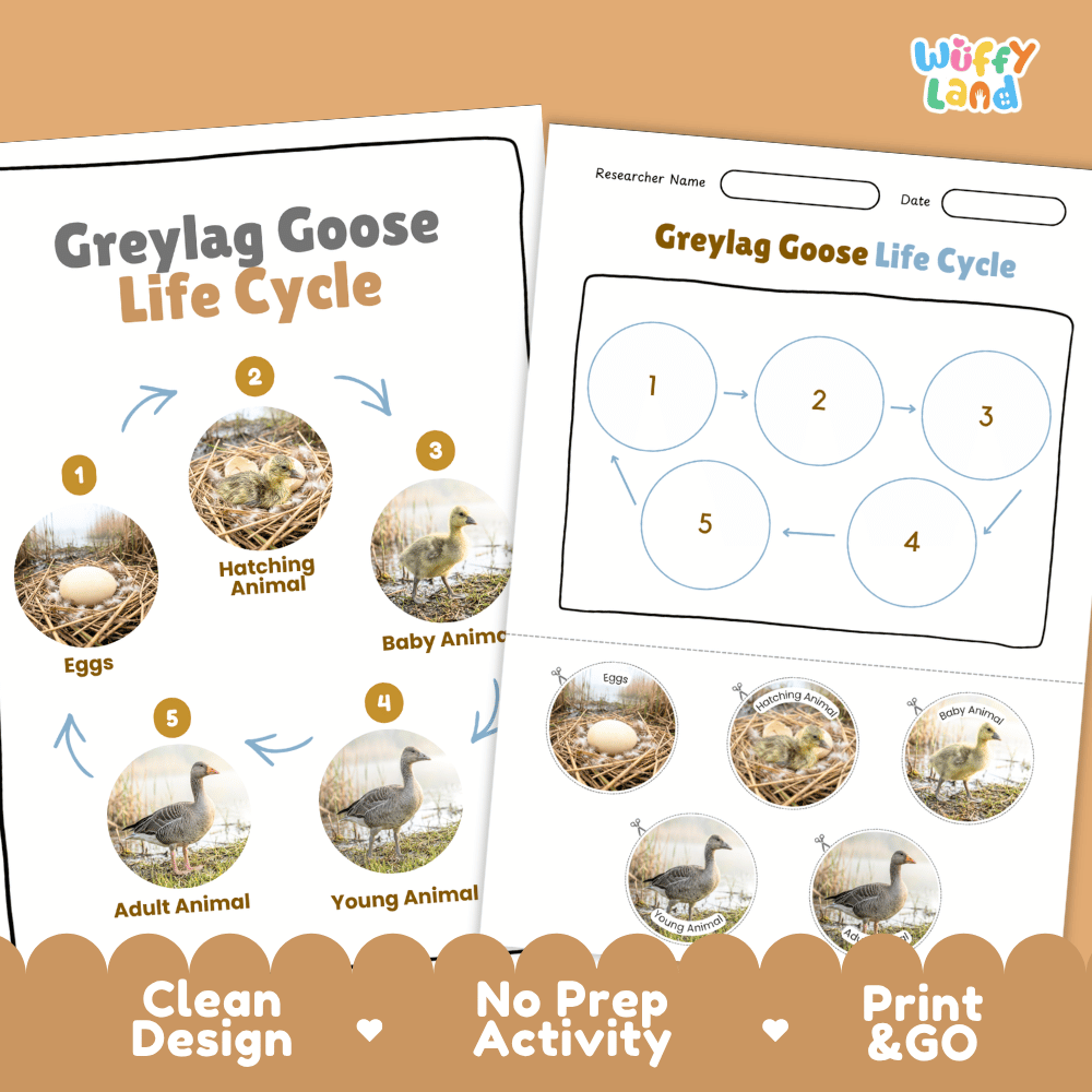 Greylag Goose Life Cycle Poster and Cut and Paste Worksheet Activity