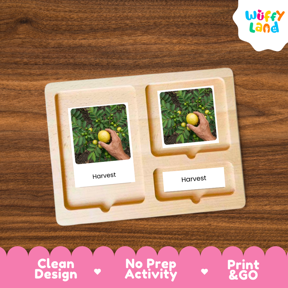 A wooden Montessori-style activity tray with three compartments, shown on a brown wood-grain background. Two of the compartments contain printed cards featuring a hand harvesting lemons from a tree, labeled 'Harvest'.