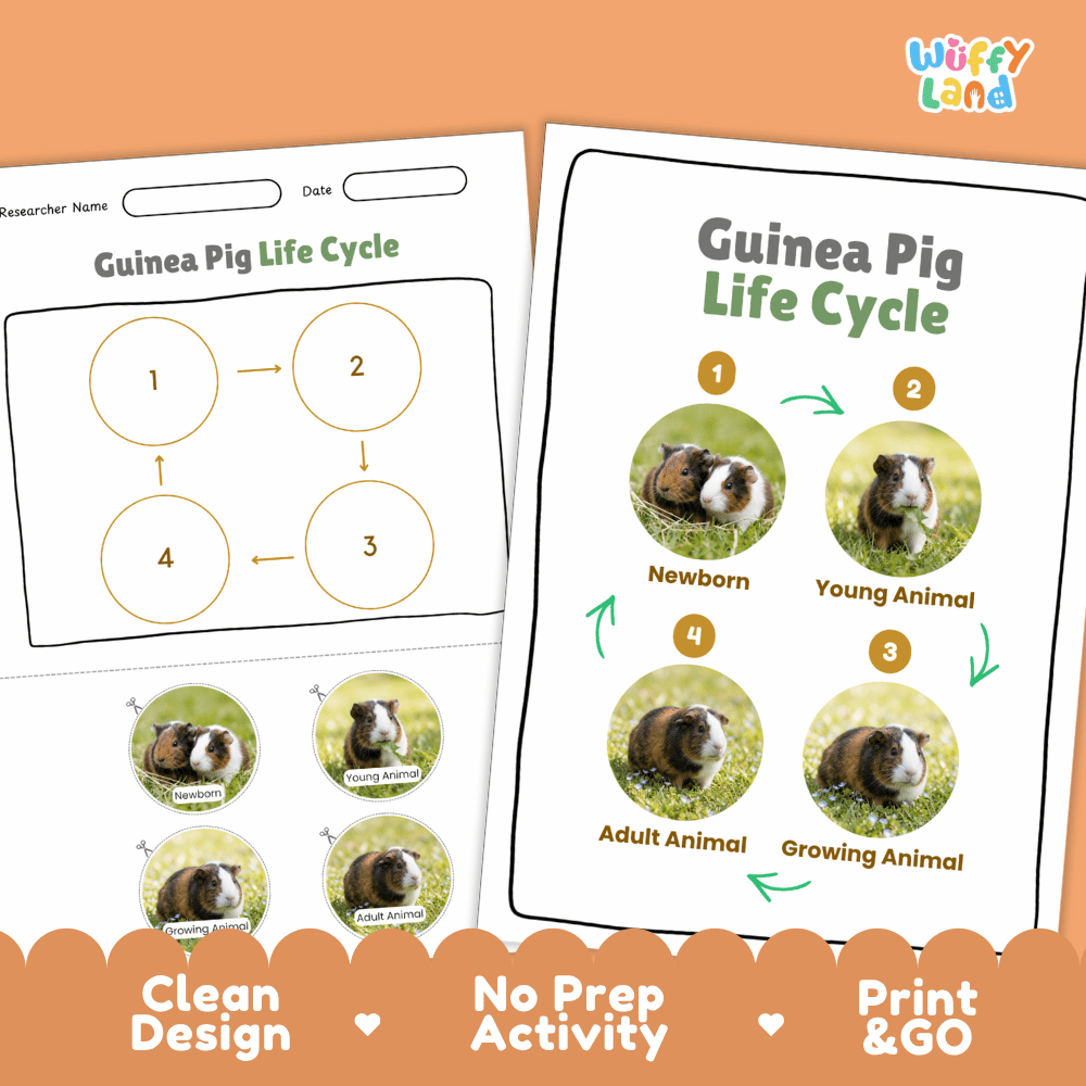 Guinea Pig Life Cycle Poster and Cut and Paste Activity Worksheets