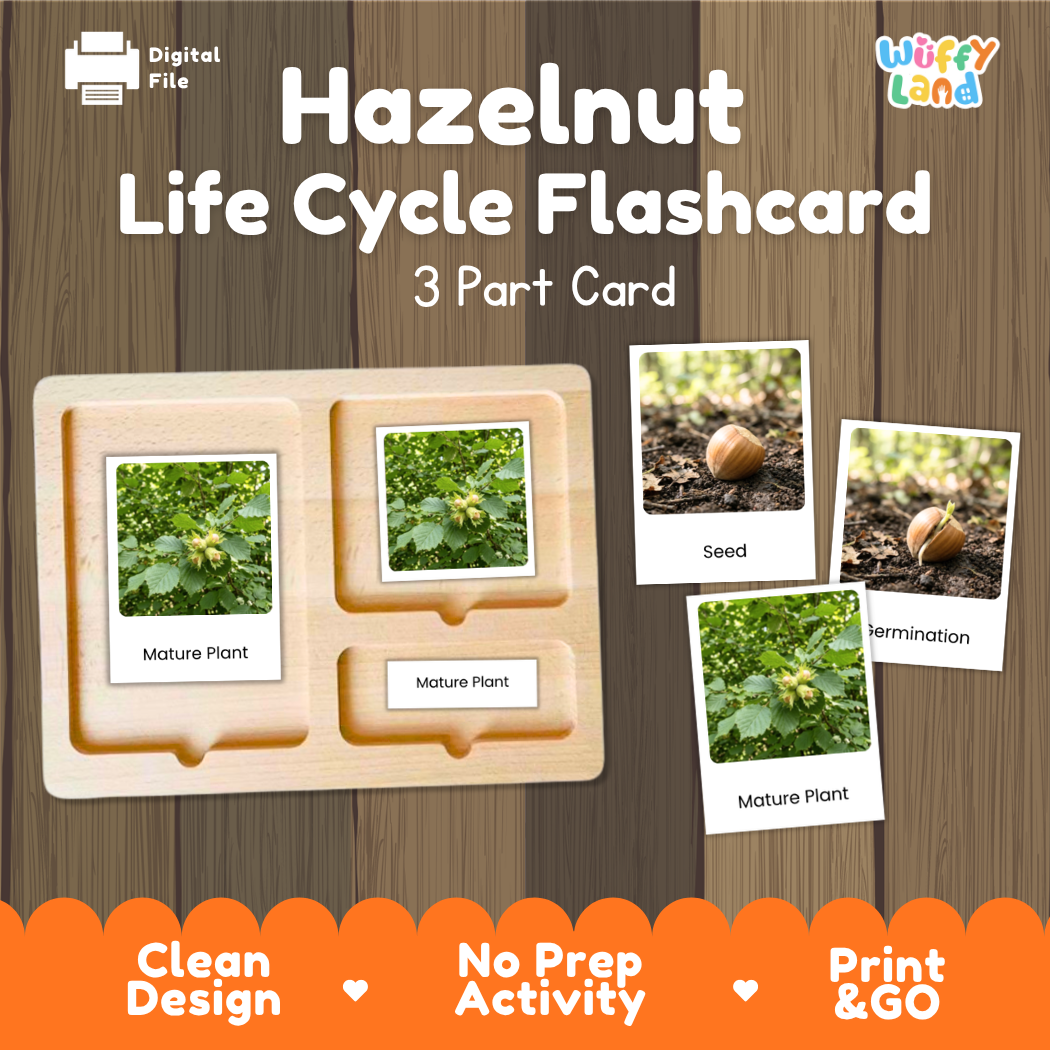 Montessori three-part cards featuring real photographs of hazelnut growth stages including mature plant, young plant, and germination 🗂️🏷️