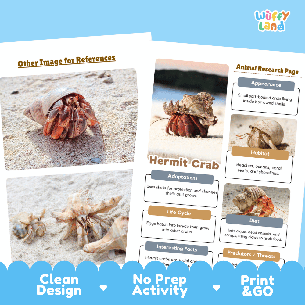 Hermit Crab Animal Research Page Worksheets