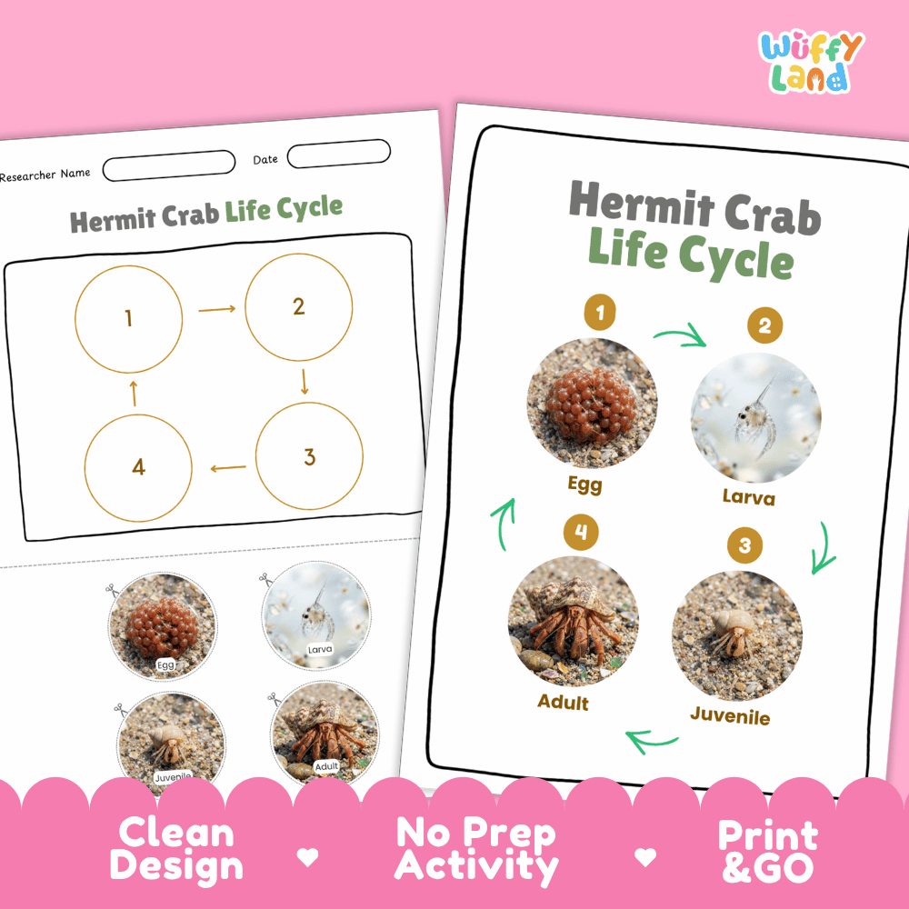 Hermit Crab Life Cycle Poster and Cut and Paste Activity Worksheets