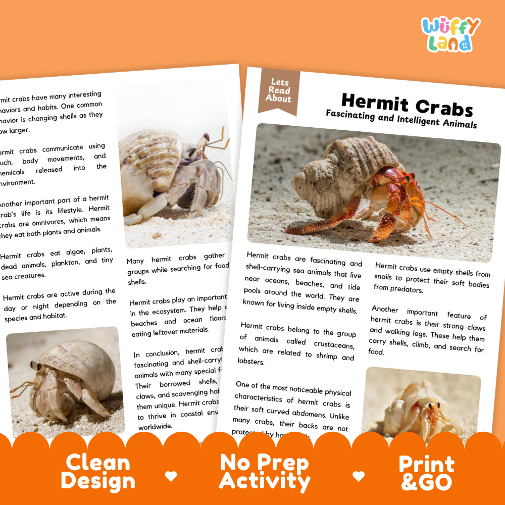 An educational activity sheet about Hermit Crabs from the brand 'Wiffly Land'. The page features a colorful header, text blocks, and three small photos of hermit crabs in different environments.