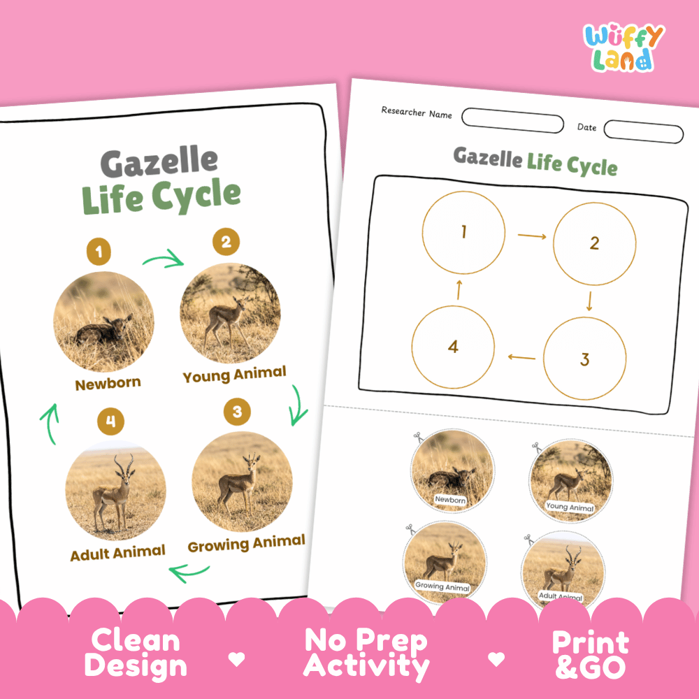Honey Badger Life Cycle Poster and Cut and Paste Activity Worksheets