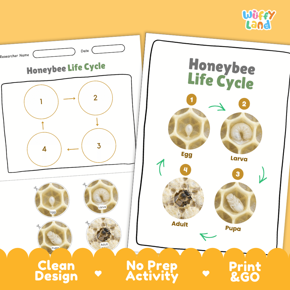 Honeybee Life Cycle Poster and Cut and Paste Activity Worksheets