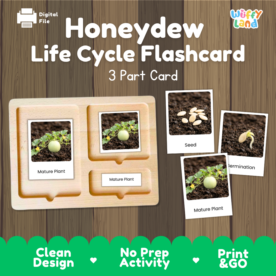 Montessori 3-part nomenclature cards showing authentic photos of honeydew melon growth stages displayed on a wooden tray 🗂️🏷️