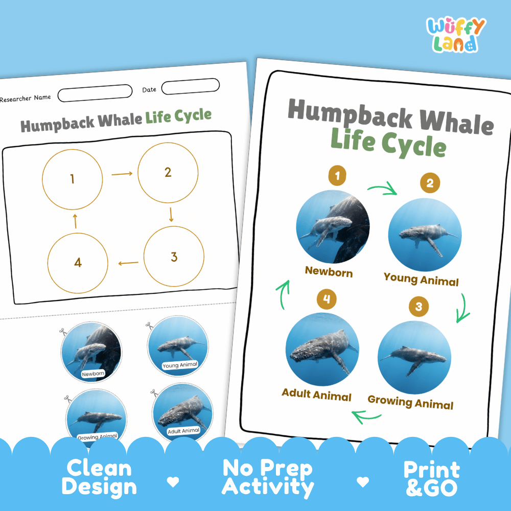 Humpback Whale Life Cycle Poster and Cut and Paste Activity Worksheets