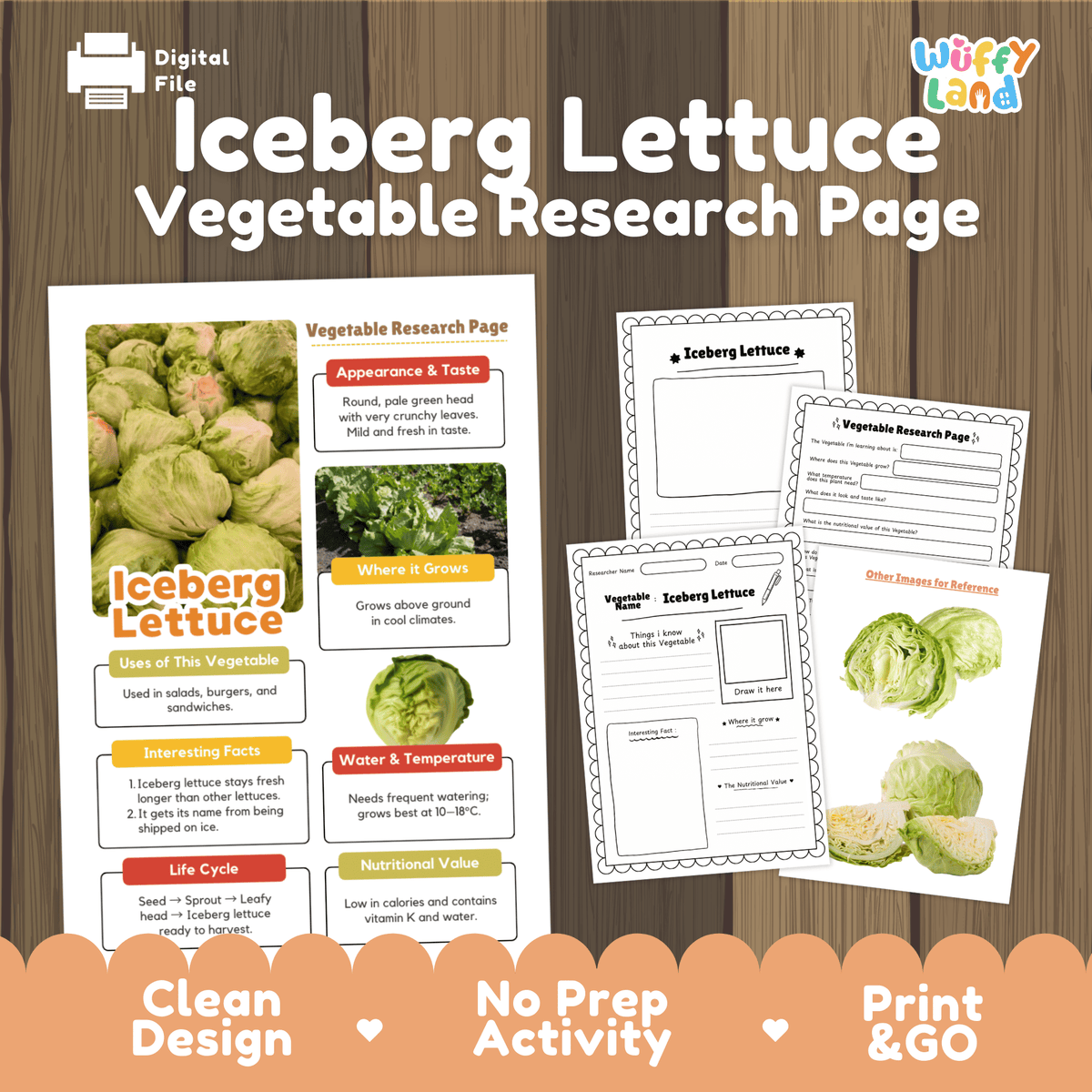 Student vegetable research page writing worksheets with real whole and cut iceberg lettuce photos, lined note-taking prompts, and drawing frames