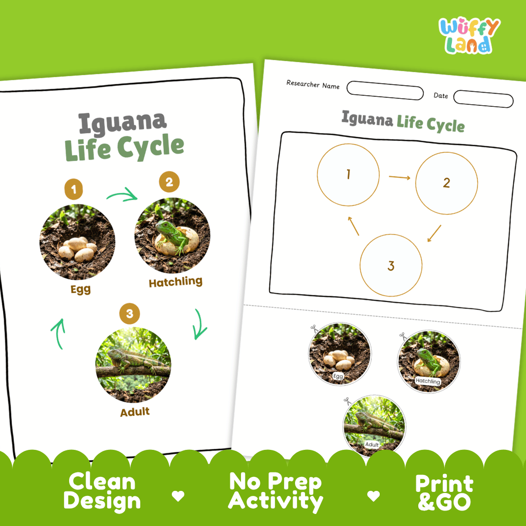 Iguana Life Cycle Poster and Cut and Paste Activity Worksheet