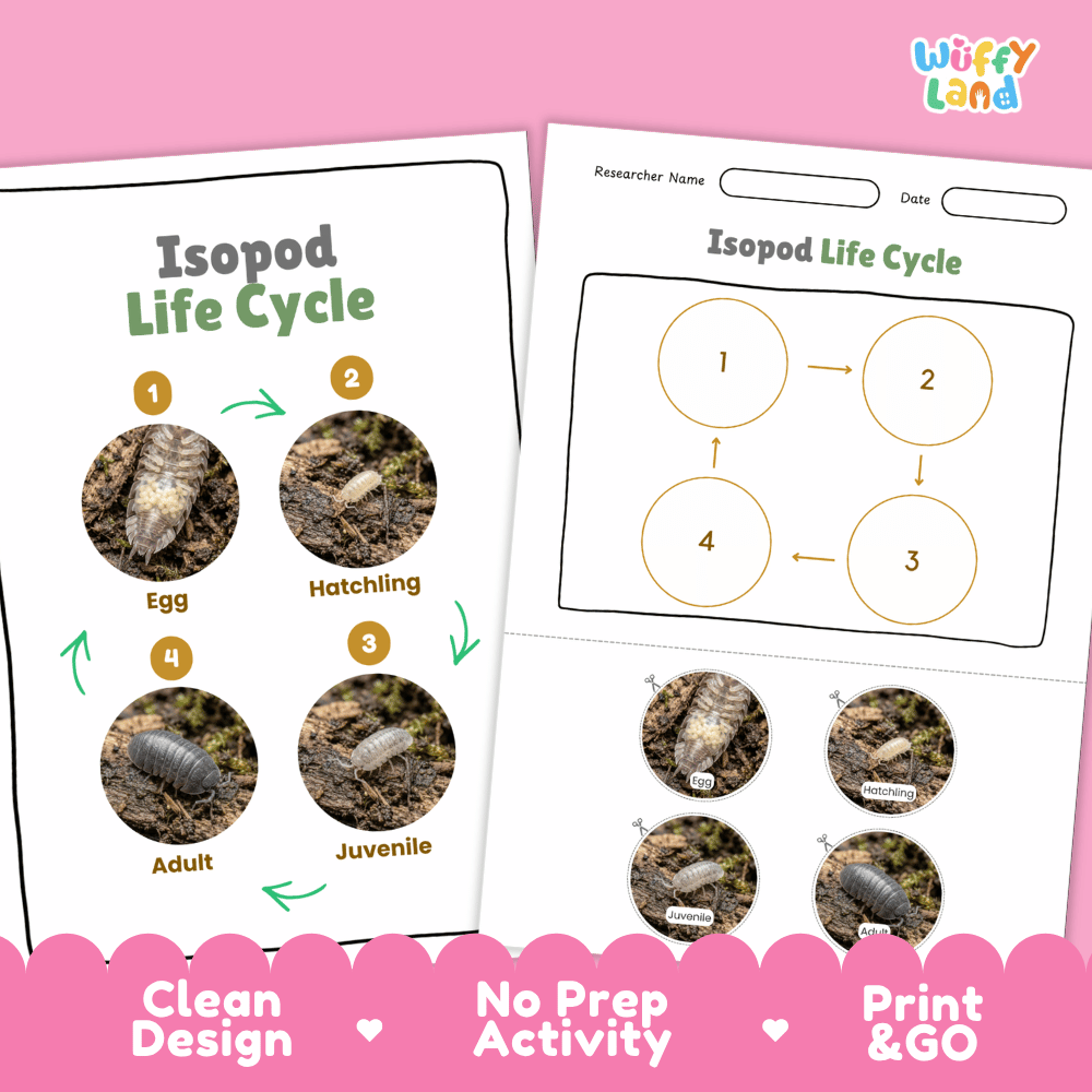 Isopod Life Cycle Poster and Cut and Paste Activity Worksheet