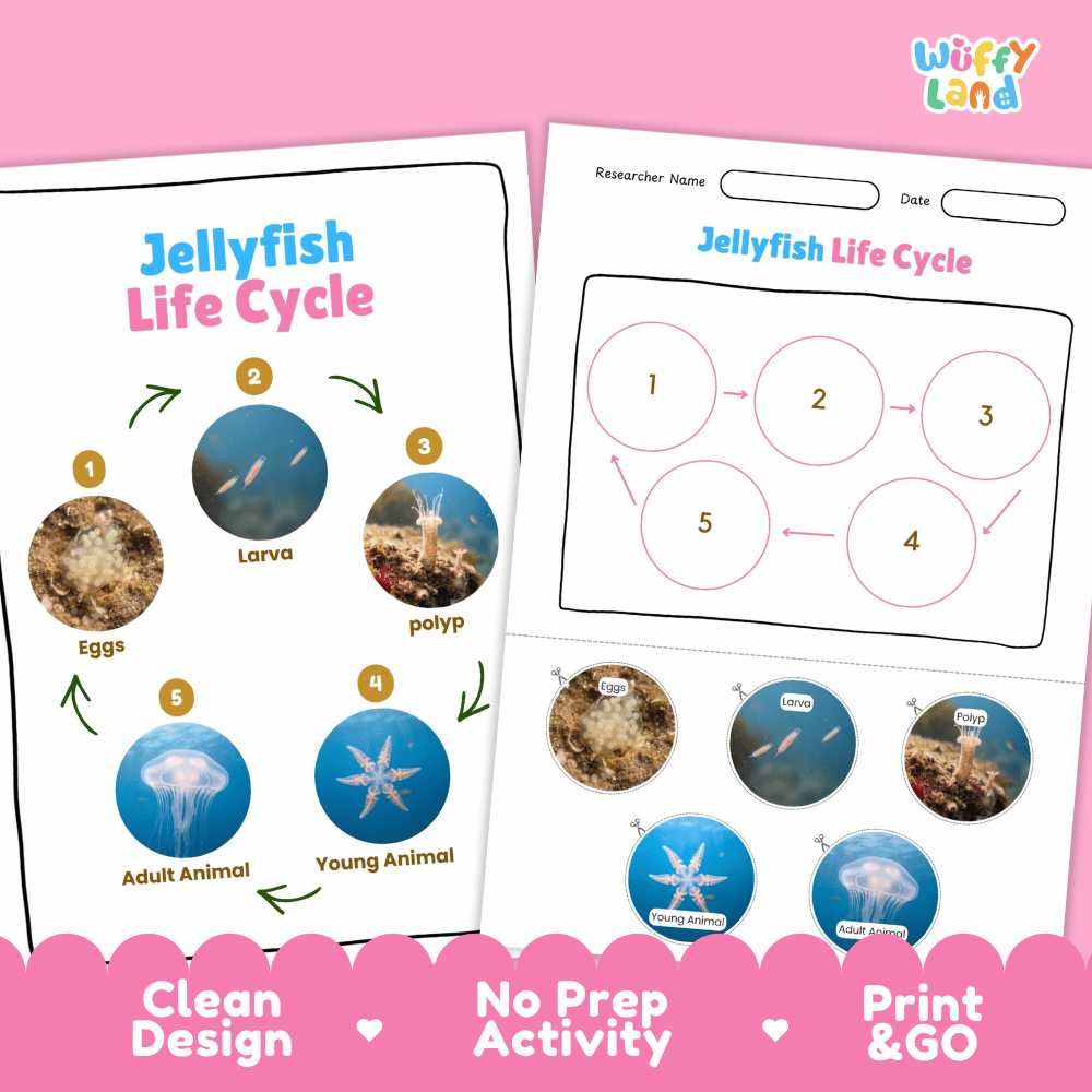 Jellyfish Life Cycle Poster and Cut and Paste Activity Worksheets
