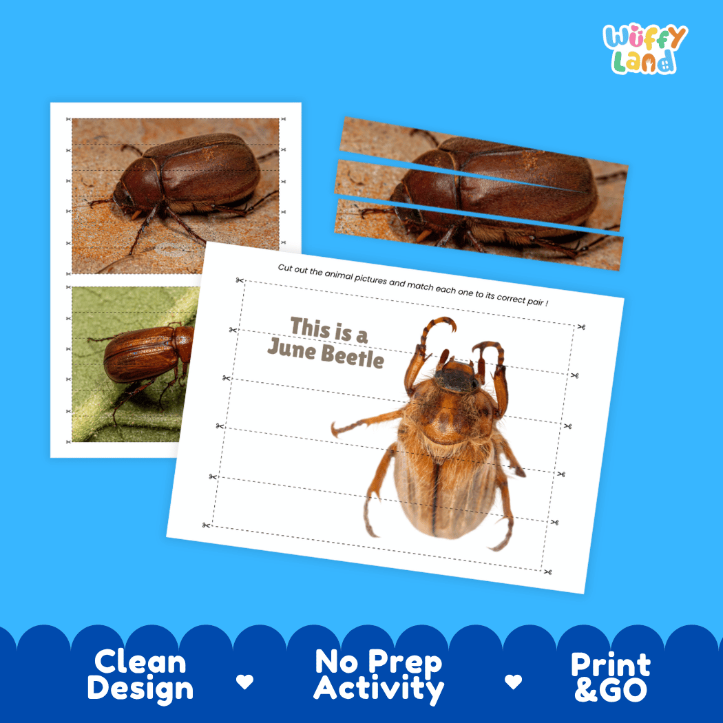 June Beetle Cut and Match Activity Printables Worksheets