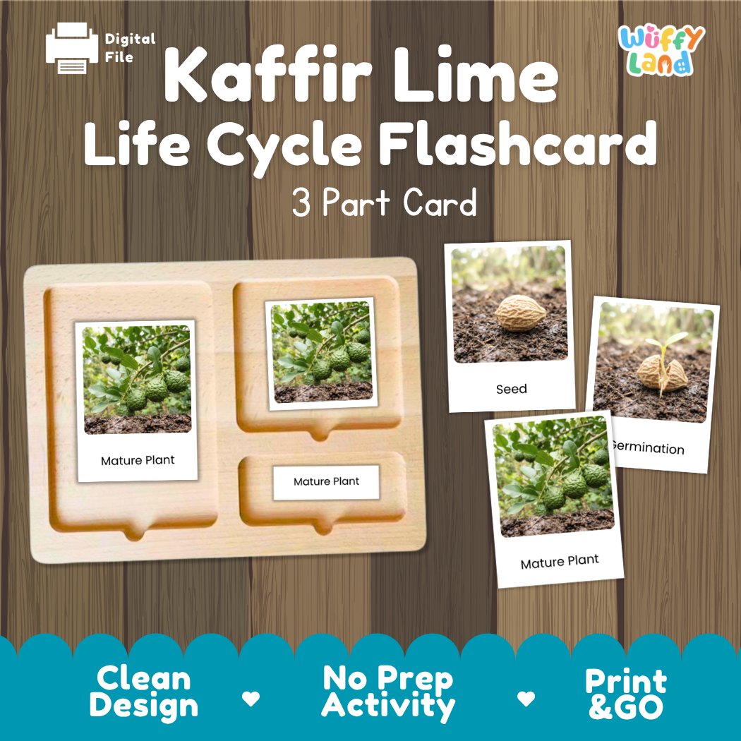 Montessori three-part cards featuring real photographs of kaffir lime tree growth stages including mature plant, young plant, and germination 🗂️🏷️