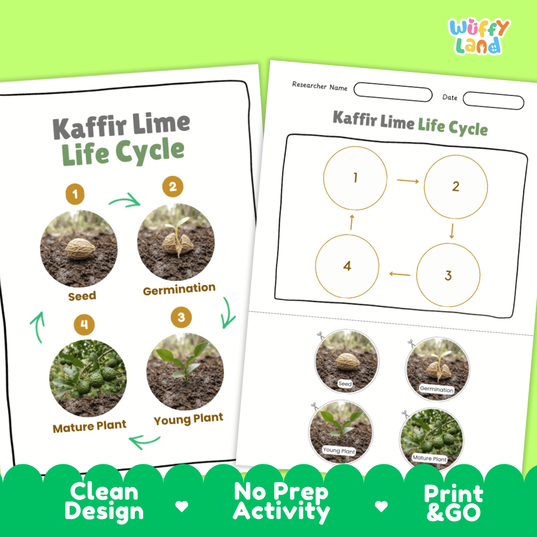 Kaffir Lime Life Cycle Poster and Cut and Paste Worksheet Activity