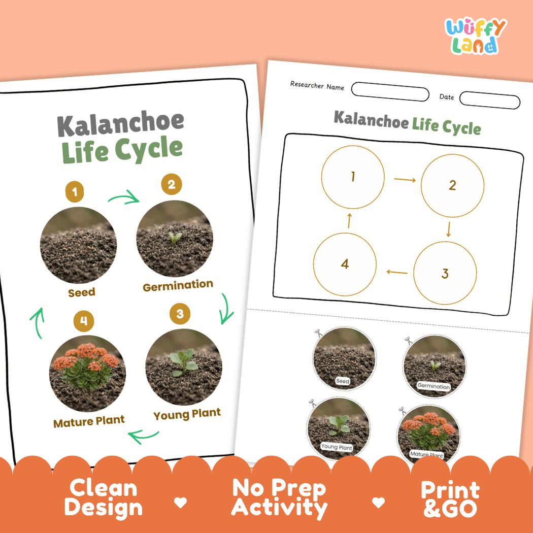 Kalanchoe Life Cycle Poster and Cut and Paste Worksheet Activity