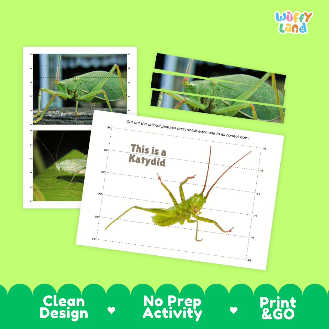 Katydid Cut and Match Activity Printables Worksheets