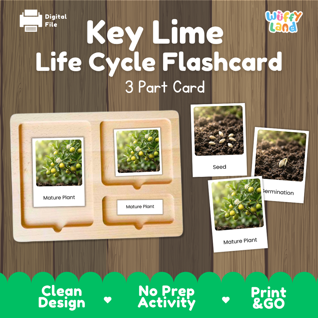 Montessori three-part cards featuring real photographs of key lime tree growth stages including mature plant, young plant, and germination 🗂️🏷️