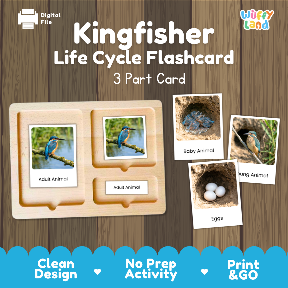 Kingfisher Life Cycle Flashcard set by Wiffy Land, featuring a wooden 3-part card tray with labeled sections for Adult Animal, Baby Animal, and Eggs, shown on a wood-plank background with digital file and product branding.