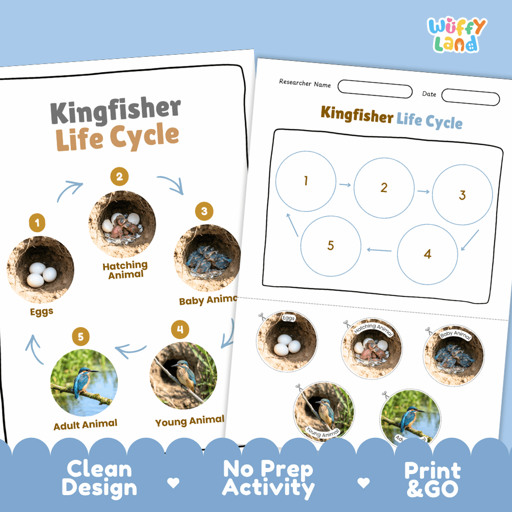 Kingfisher Life Cycle Poster and Cut and Paste Worksheet Activity