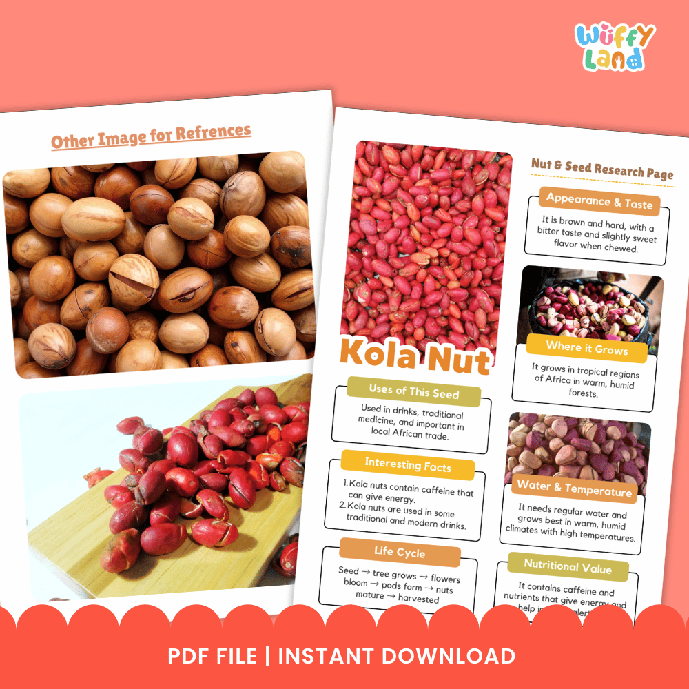 Kola Nut Nut and Seed Research Page Worksheets and Fact Sheet