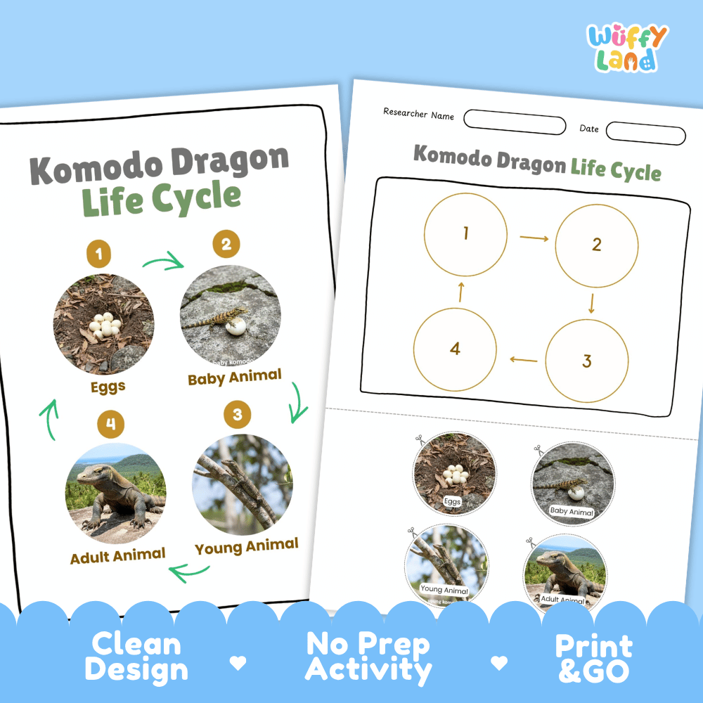 Komodo Dragon Lifecycle Poster and Cut and Paste Activity Worksheets | Reptile Science Printables