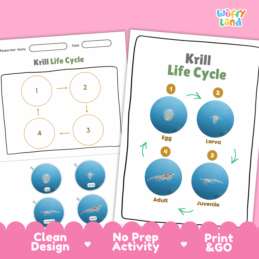 Krill Life Cycle Poster and Cut and Paste Activity Worksheets