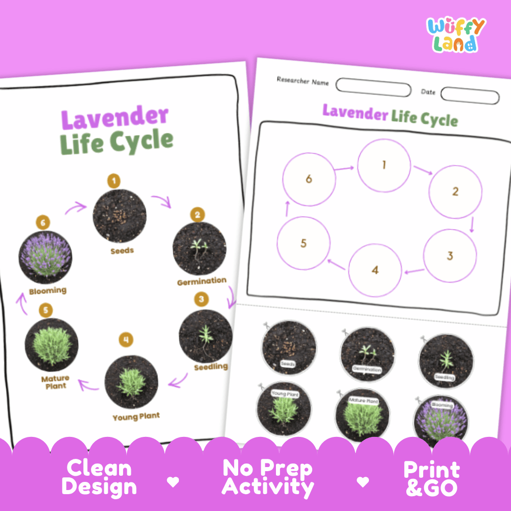 Lavender Lifecycle Poster and Cut and Paste Activity Worksheets | Plant Science Printables