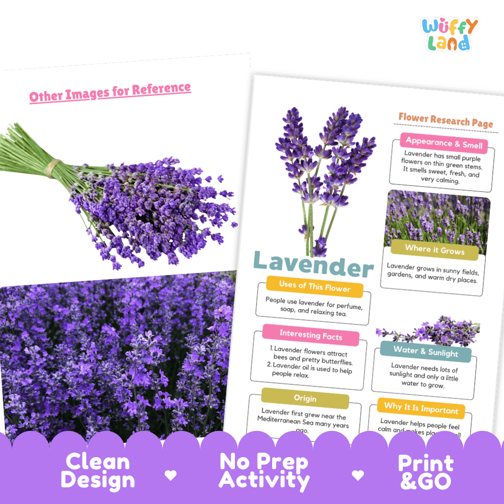 Lavender Plant Research Page and Worksheets Print and Go Activity