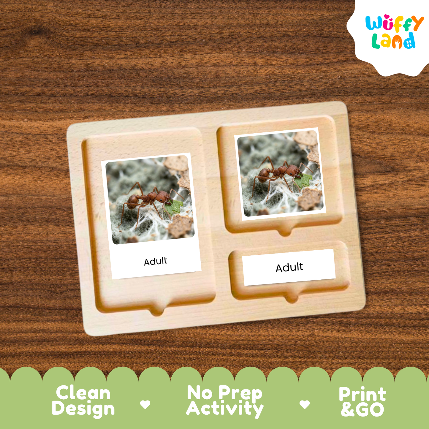 Leafcutter Ant Life Cycle Flashcard 3 Part Cards Science Activity Printable