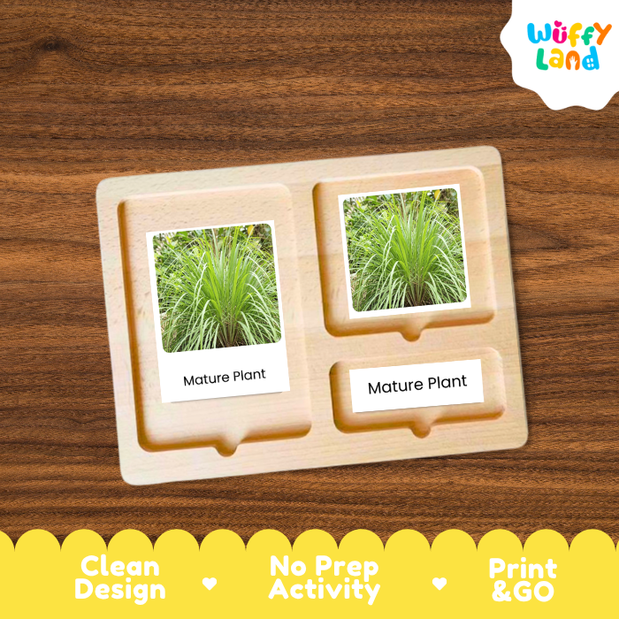 Lemongrass Life Cycle Flashcard 3 Part Card Montessori Science Printable