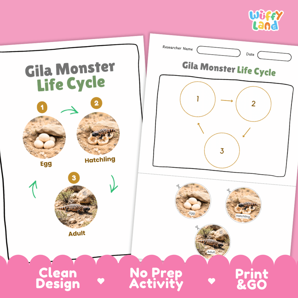 Leopard Gecko Life Cycle Poster and Cut and Paste Activity Worksheets
