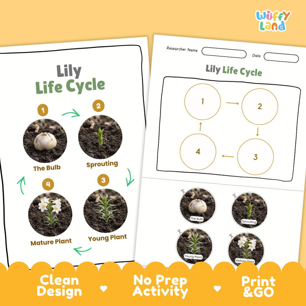 Lily Life Cycle Poster and Cut and Paste Activity Worksheet