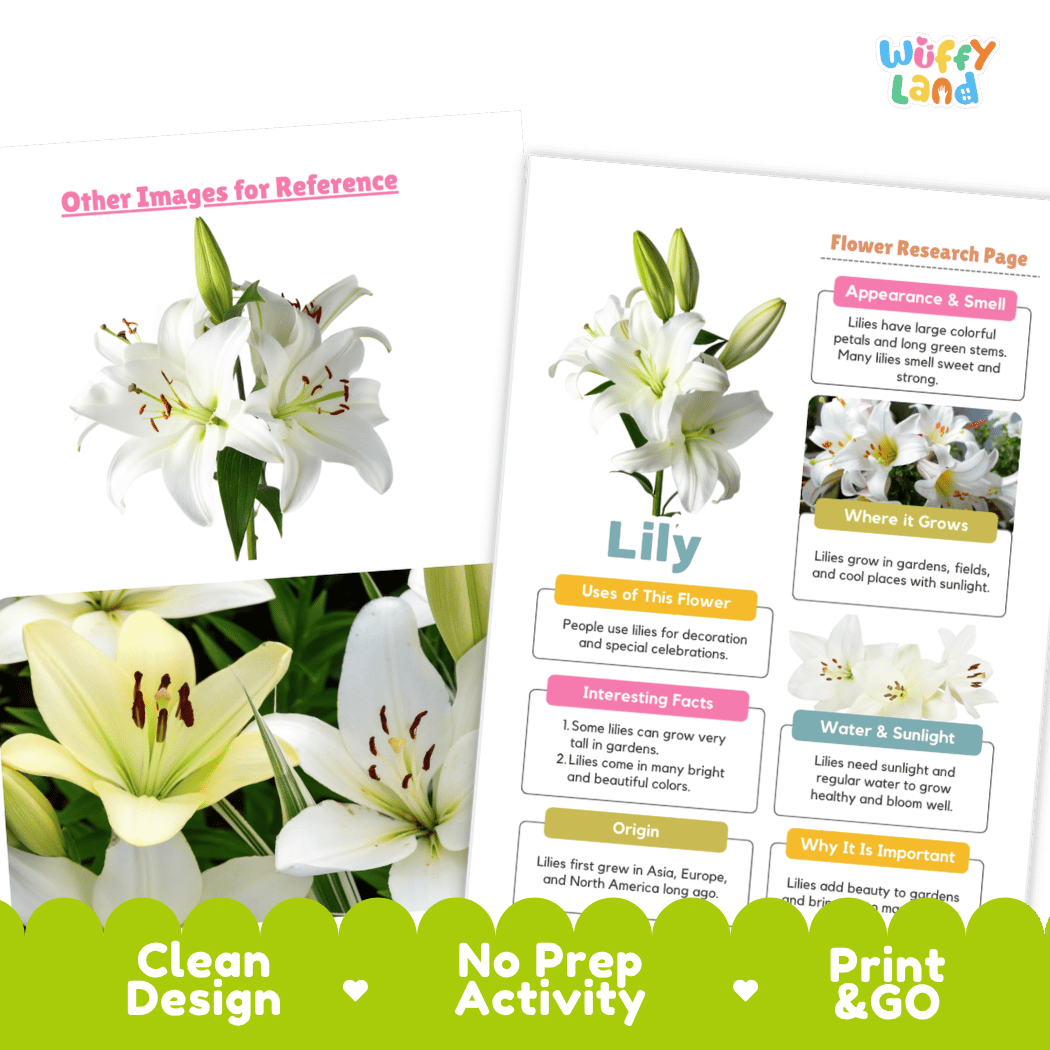 Lily Plant Research Page and Worksheets Print and Go Activity