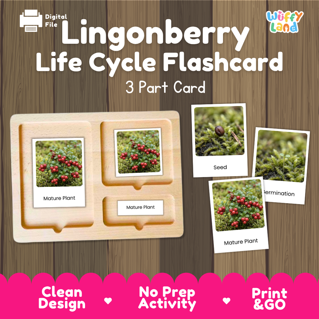 Montessori three-part cards featuring real photographs of lingonberry shrub growth stages including mature plant, young plant, and germination 🗂️🏷️