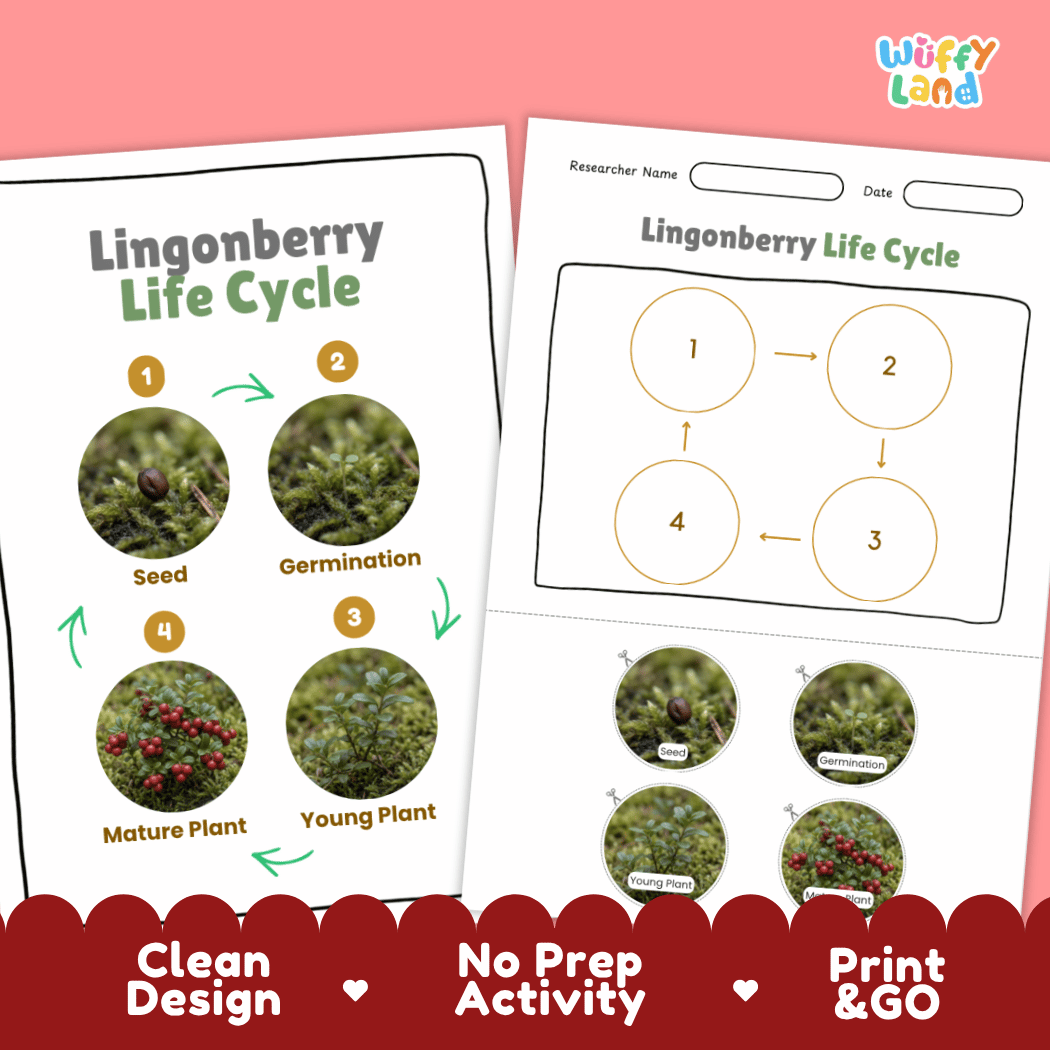 Lingonberry Life Cycle Poster and Cut and Paste Worksheet Activity