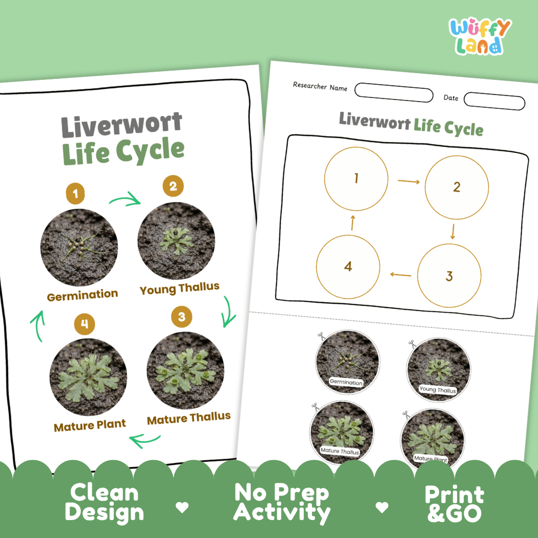 Liverwort Life Cycle Poster and Cut and Paste Activity Worksheets