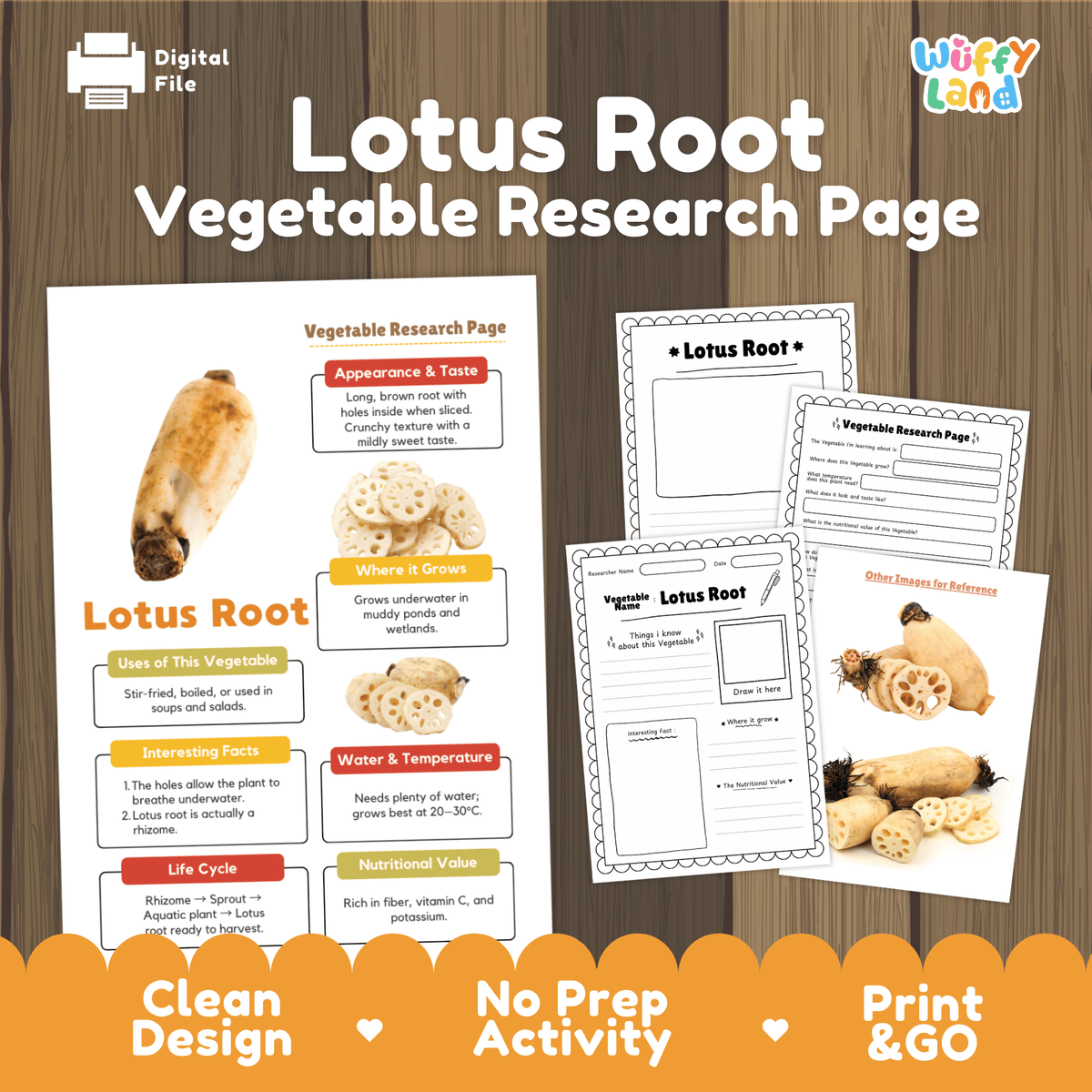 Student vegetable research page writing worksheets with real whole and sliced wheel patterned lotus root photos, lined note-taking prompts, and drawing frames