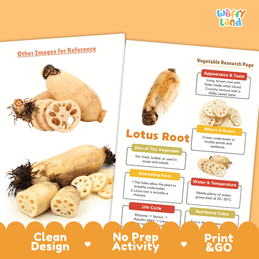 Lotus Root Research Activity Worksheet Science Vegetable Aquatic Plant Asian Food