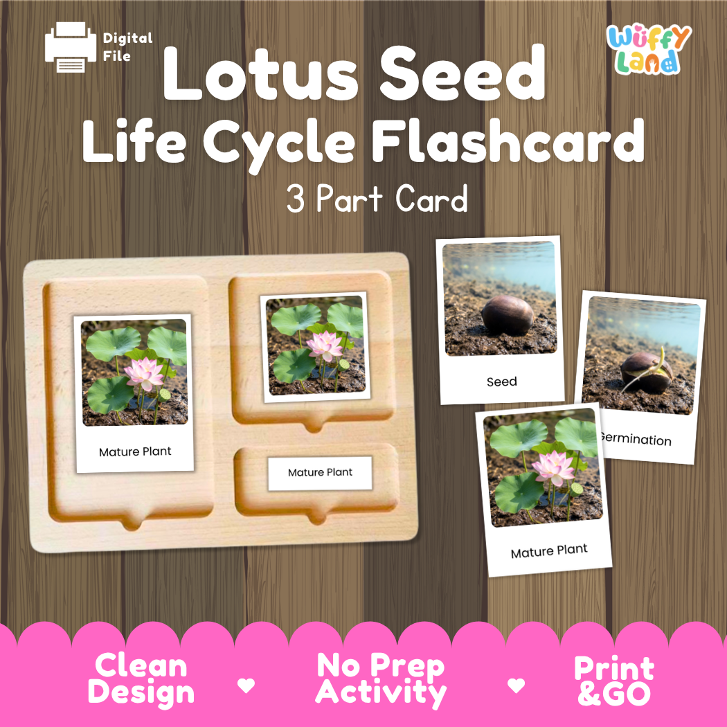 Montessori three-part cards featuring real photographs of lotus seed growth stages including mature plant, young plant, and germination 🗂️🏷️