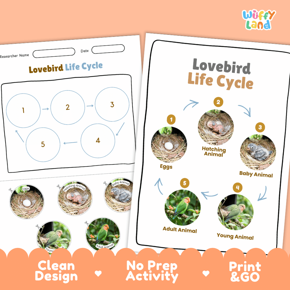 Lovebird Life Cycle Poster and Cut and Paste Worksheet Activity
