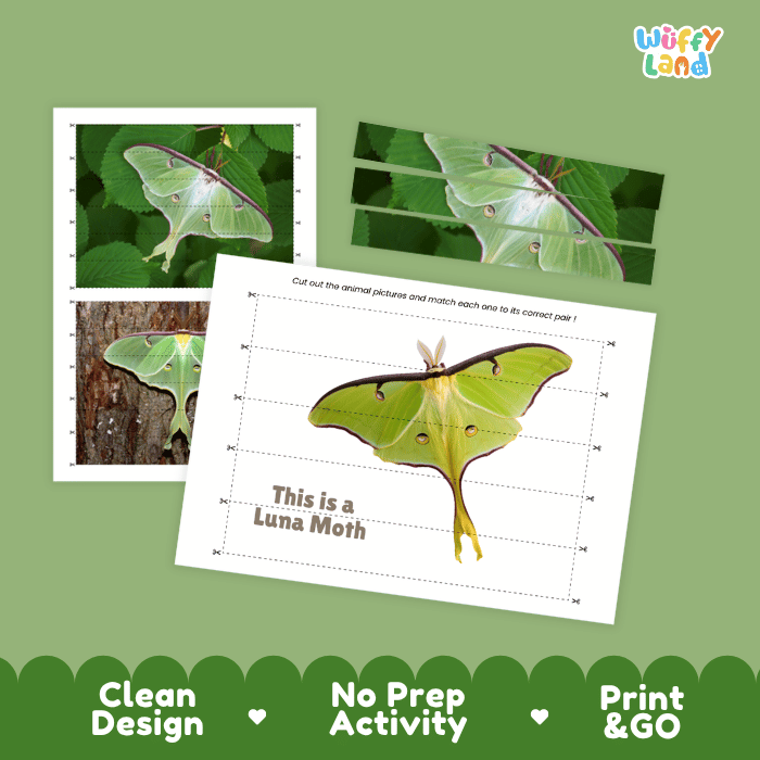 Luna Moth Cut and Match Activity Printables Worksheets