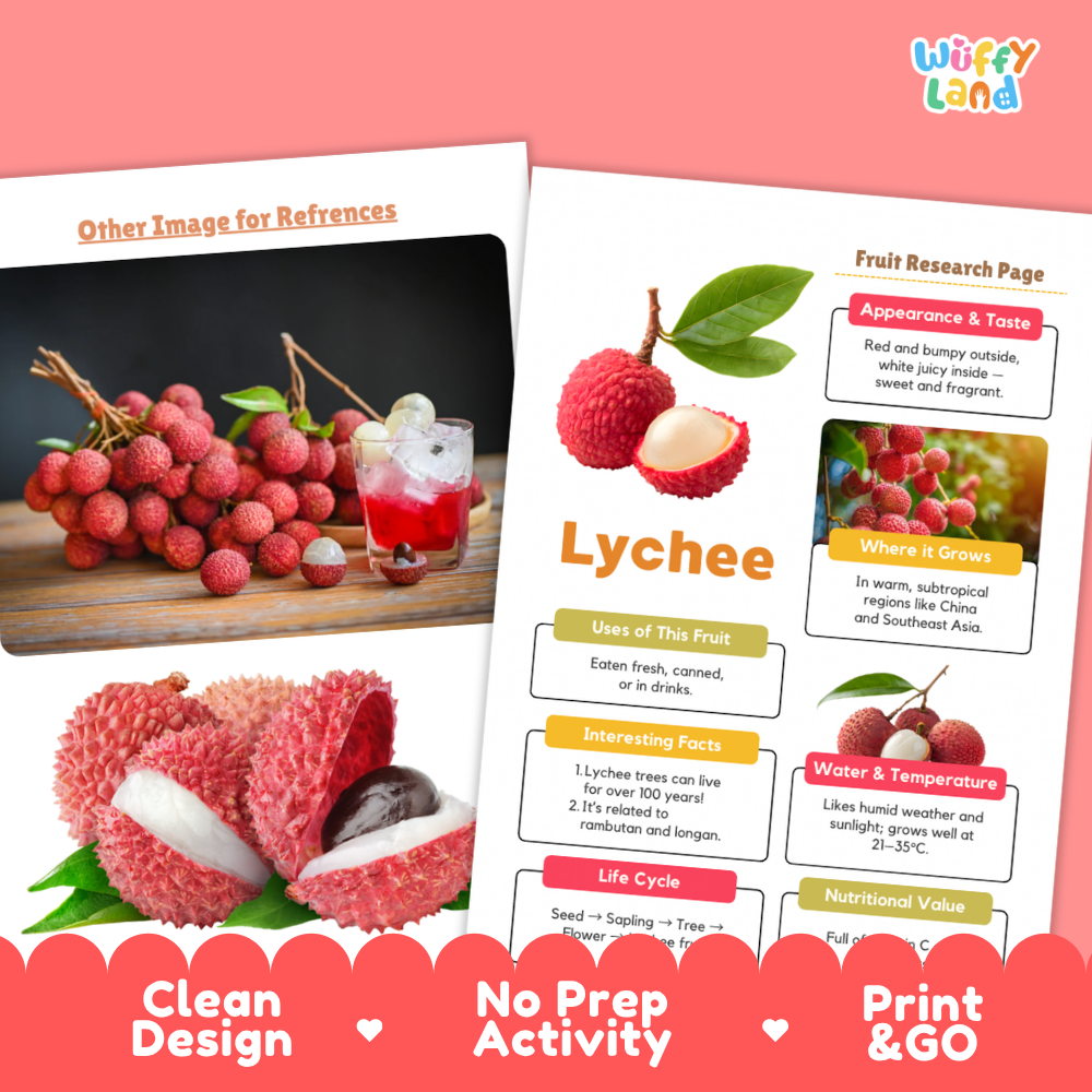 Lychee Fruit Research Page Worksheets and Fact Sheet