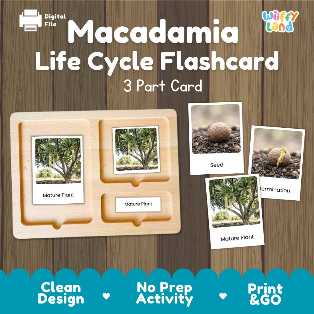 Macadamia Life Cycle 3-in-1 Real Image Bundle Complete Study: Cut & Paste Worksheet, Montessori 3-Part Cards & Research Pages