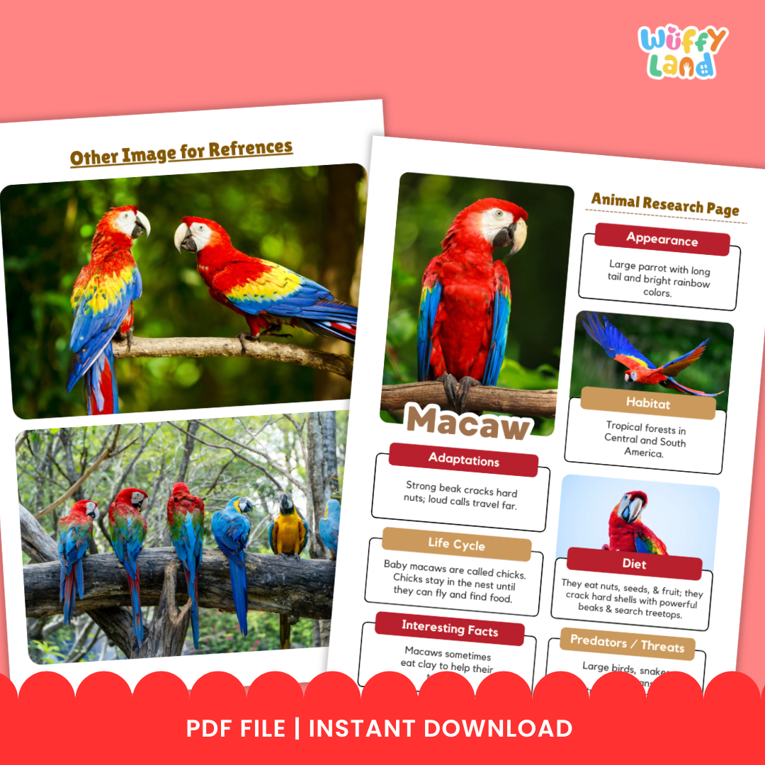Educational printable pack titled “Macaw Animal Research Project” displayed on a wooden background. The set includes colorful photo reference pages of macaws and black-and-white research worksheets for students to fill in information such as habitat, diet, life cycle, adaptations, and interesting facts.
