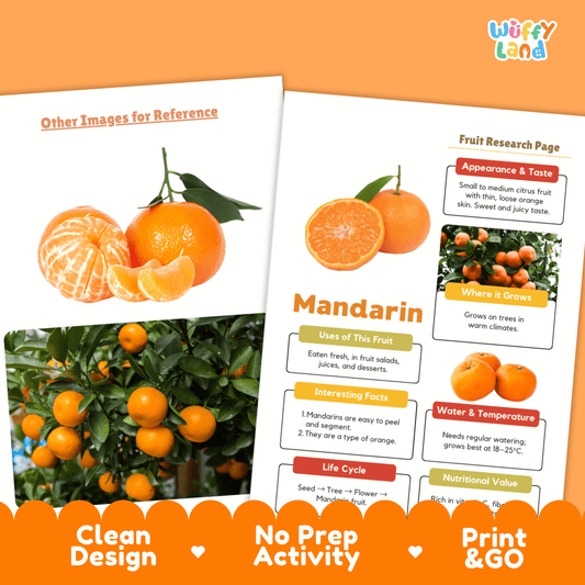 Mandarin Fruit Research Activity Worksheet Science Healthy Eating Lunar New Year