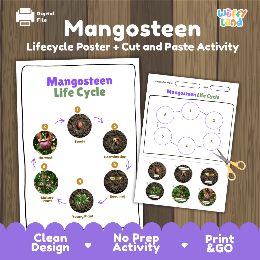 Printable mangosteen tree 6-stage life cycle cut and paste worksheet with real photographs of seeds, germination, seedling, young plant, mature plant, and harvest ✂️🔄