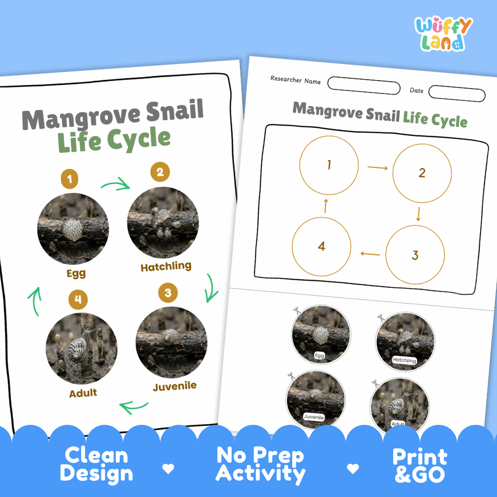 Mangrove Snail Life Cycle Poster and Cut and Paste Activity Worksheet
