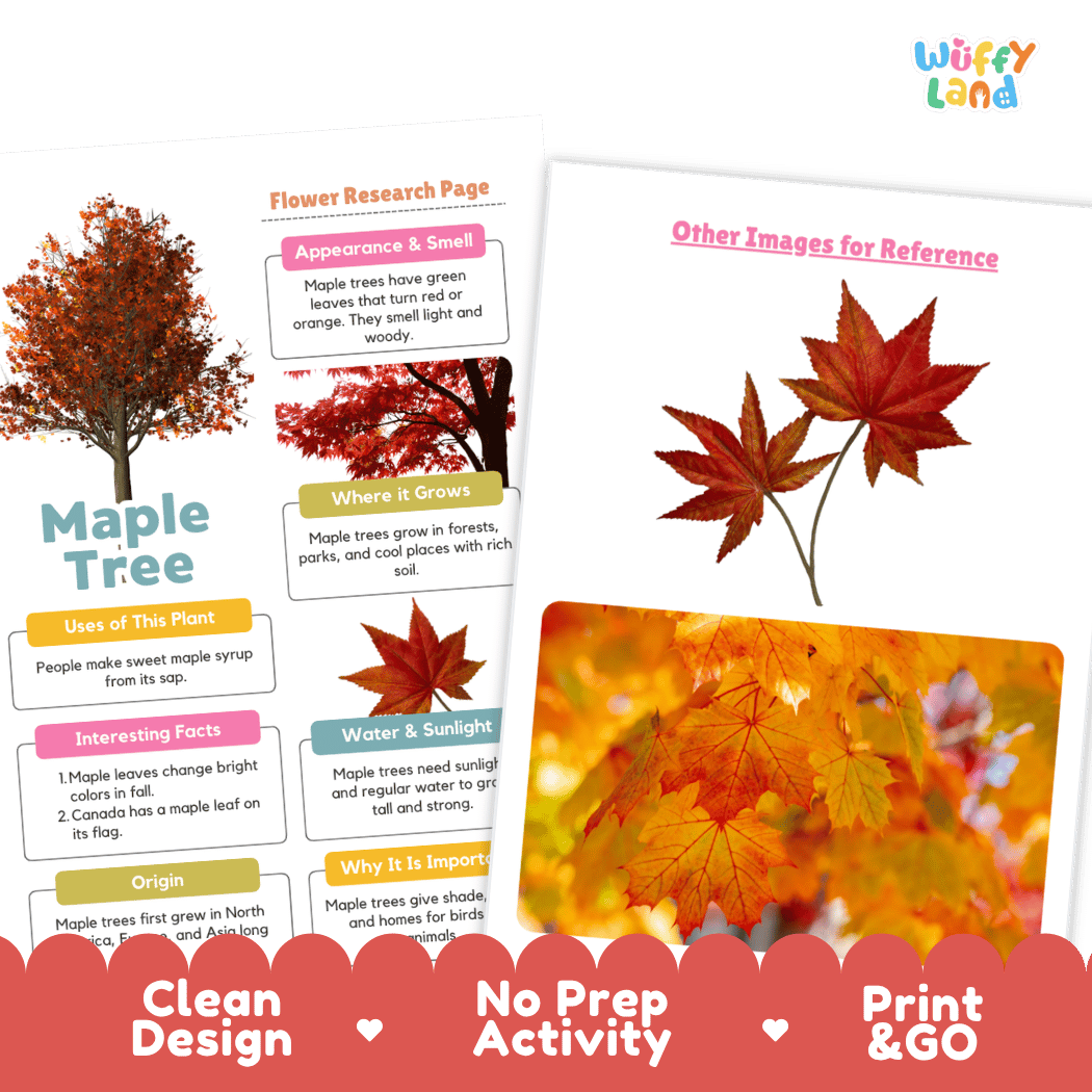 Maple Tree Plant Research Page and Worksheets Print and Go Activity